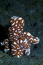 Sea squirt {Botryllus sp} Sulawesi, Indonesia Kungkungan bay