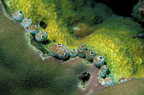 Sea squirts {Atriolum robustum} living on 'fighting zone' between two corals. Sulawesi,