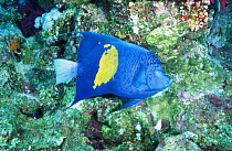 Yellowbar (Arabian) angelfish {Pomacanthus maculosus} Red Sea