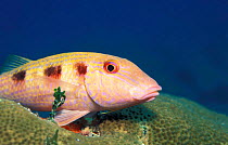 Spotted goatfish {Pseudupeneus maculatus} on coral Caribbean se