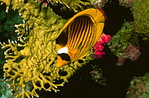Striped butterflyfish {Chaetodon fasciatus} Red Sea