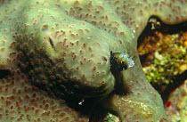 Blenny living in sponge for protection (Blenniidae) Caribbean Sea