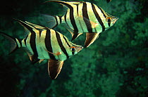 Old wife fish {Enoplosus armatus} Jervis Bay, Australia