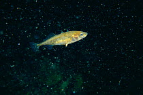 Three spined stickleback male {Gasterosteus aculeatus}  Italy