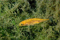 Three spined stickleback male {Gasterosteus aculeatus}  Italy