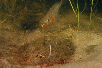 Three spined stickleback {Gasterosteus aculeatus} male building nest. Italy