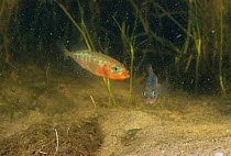 Three spined stickleback {Gasterosteus aculeatus} male defending nest from other male. Italy