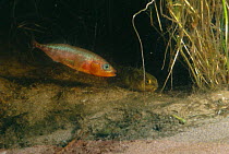 Three spined stickleback {Gasterosteus aculeatus} male + female courtship at nest. Italy