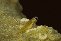 Goby {Gobiidae sp.} on coral, Indo-pacific