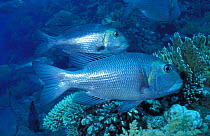Bigeye emperor fish {Monotaxis grandoculis} Ras Mohammed, Egypt, Red Sea