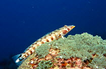 Latticed sandperch on coral {Parapercis clathrata} Indo Pacific