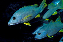 Shoal of One spot snapperfish {Lutjanus lutjanus} Egypt, Red Sea