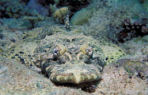 Beaufort's crocodile fish {Cymbacephalus beauforti} Bunaken MR, Sulawesi, Indonesia