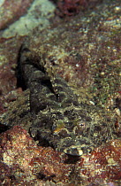 Crocodilefish on coral reef {Cociella crocodila} Soloman Islands, South Pacific Ocean