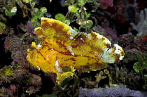 Yellow Leaf scorpionfish {Taenianotus triacanthus} Sulawesi, Indonesia