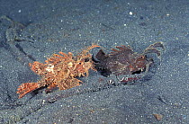 Pair of Ambon scorpionfish {Pteroidichthys amboinensis} Sulawesi, Indonesia