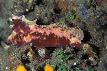 Sailfin waspfish {Paracentropogon sp} Sulawesi, NB distinctive dorsal fin