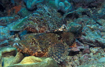 Two venomous Scorpionfish{Scorpaena sp} Indo Pacific