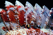 Close up of poisonous dorsal spines of Scorpionfish {Scorpaena} Red Sea