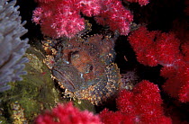 Bearded scorpionfish {Scorpaenopsis barbatus} Richelieux Rock, Andaman Sea