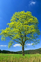 Sycamore tree in blossom  {Acer pseudoplatanus} Bavaria Germany
