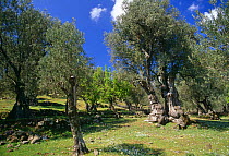Olive tree (150 yrs-old) in Olive grove. Lesbos, Greece