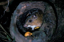 Spiny rat in hollow log den {Proechimys steerei} Amazonia, Brazil, South America returns to