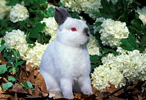 Netherland Dwarf domestic rabbit