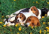 Beagle with puppies in grass {Canis familiaris}
