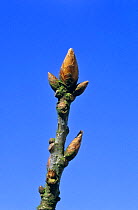 Sessile oak, terminal bud closed {Quercus petraea} Lancashire, UK sequence 1/2