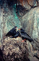 Alpine chough {Pyrrhocorax graculus} with fledglings at nest, Snowdonia NP, Wales, UK