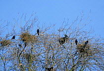 Rookery with nests at top of trees {Corvus frugilegus} Warwickshire, UK