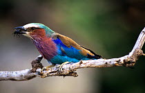 Lilac-breasted roller {Coracias caudatus} with insect prey, Serengeti NP, Tanzania