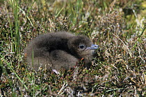 Arctic skua {Stercorarius parasiticus} chick on ground, Shetland Islands, Scotland, UK