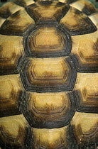 Shell detail of Hermann's tortoise {Testudo hermanni} France