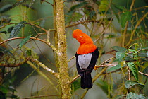 Andean cock-of-the-rock male {Rupicola peruvianus} Manu Cloud Forest, Peru