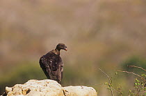 King vulture {Sarcoramphus papa} juvenile perched on rock, Caatinga habitat, Brazil