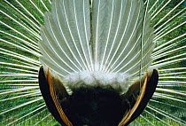 Rear view of male peafowl displaying {Pavo cristatus} captive
