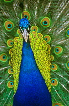 Male peafowl / Peacock {Pavo cristatus} displaying