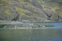 Group of Common seal basking on rock {Phoca vitulina} Loch Scavaig, Skye, Scotland, UK