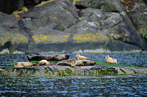 Group of Common seal on rock {Phoca vitulina} Skye, Scotland, UK