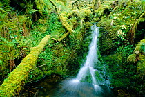 Stream waterfall over moss with primroses. Scotland, UK