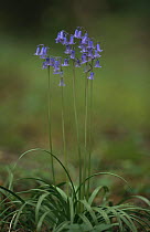 Bluebell, single plant in flower {Hyacinthoides non-scripta} Isle of Rhum, Scotland, UK