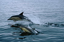 Common dolphin porpoising {Delphinus delphis} West Scotland, UK