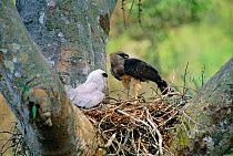 Crested eagle female + juvenile on nest {Morphnus guianensis}  Amazonia, Peru