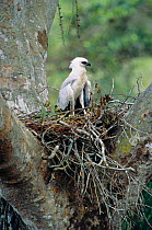 Crested eagle juvenile on nest {Morphnus guianensis}  Amazonia, Peru