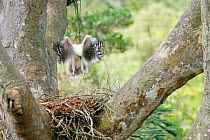 Young Crested eagle juvenile practices flight on nest {Morphnus guianensis} Amazonia, Peru