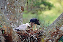 Crested eagle female feeding juvenile feeding on nest {Morphnus guianensis} Amazonia, Peru