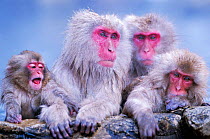 Japanese macaques with young in hot spring {Macaca fuscata} Joshin-etsu NP, Japan