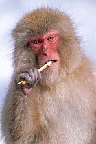 Japanese macaque chewing bark {Macaca fuscata}  Joshin-etsu NP, Japan